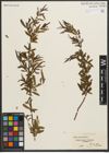 Foto von Salix nigra Marshall